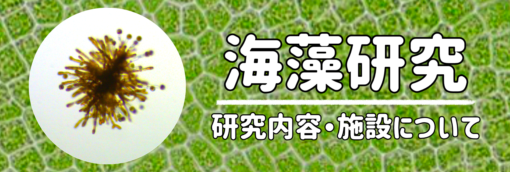 海藻研究　研究内容・施設について
