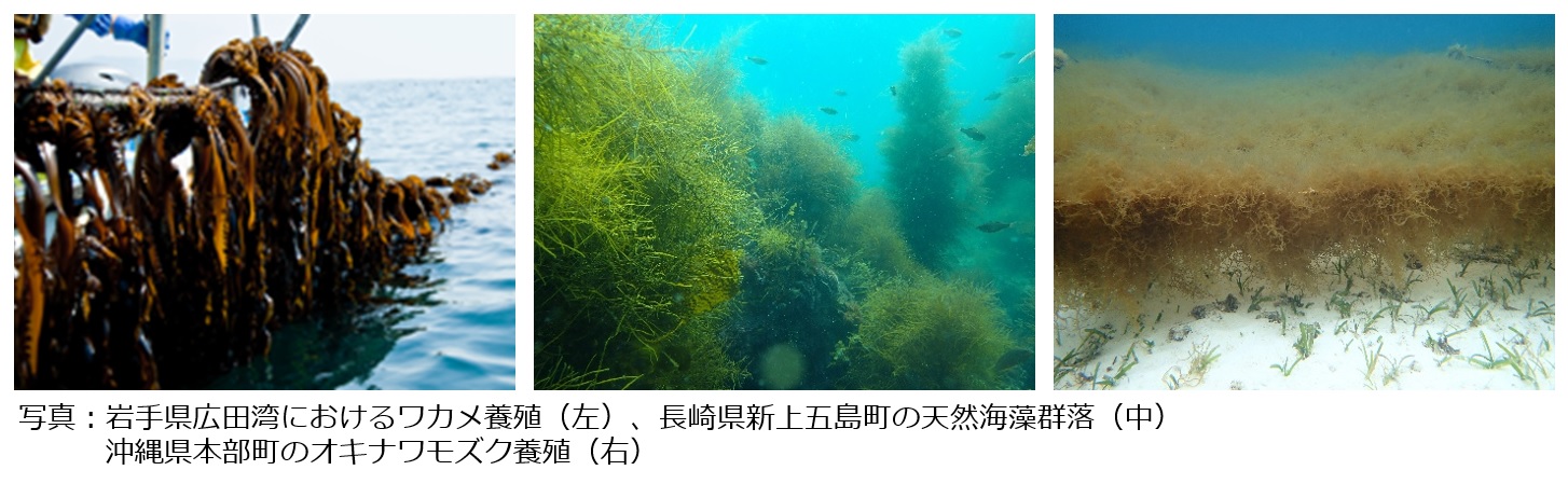 海藻類のco2固定能力の試算に成功 ブルーカーボンに関する共同研究成果を発表 理研食品株式会社 海藻類のco2固定能力の試算に成功 ブルーカーボンに関する共同研究成果を発表 理研食品株式会社